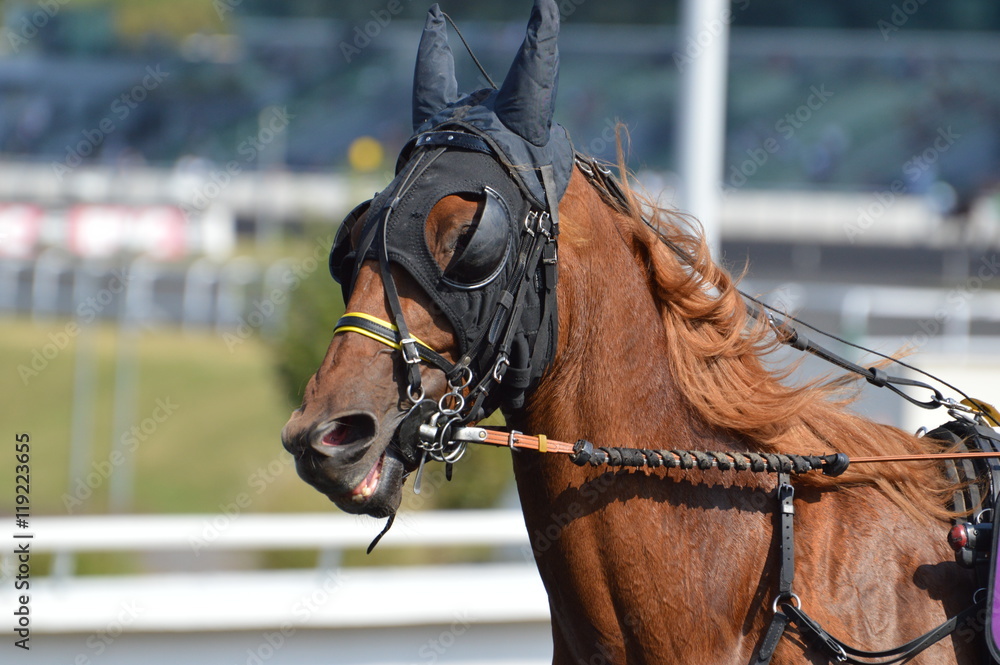 Obraz premium trotteur