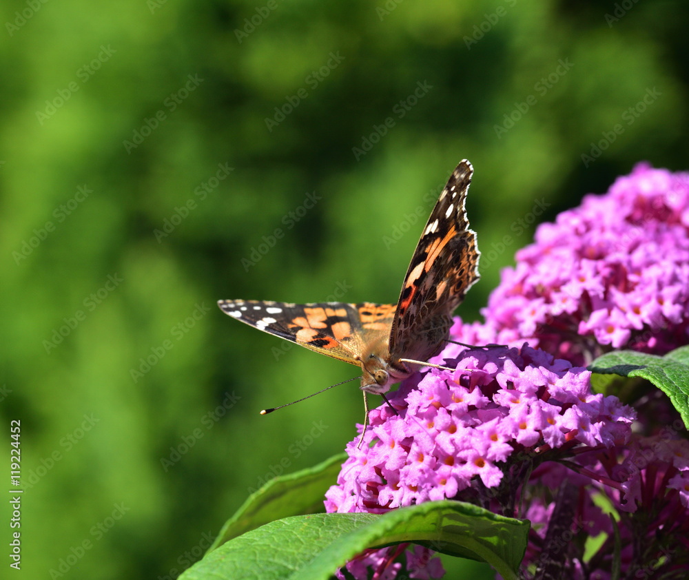 Small Tortoiseshell Butterfly on the Buddleia Small Tortoiseshell Butterfly on the Buddleia