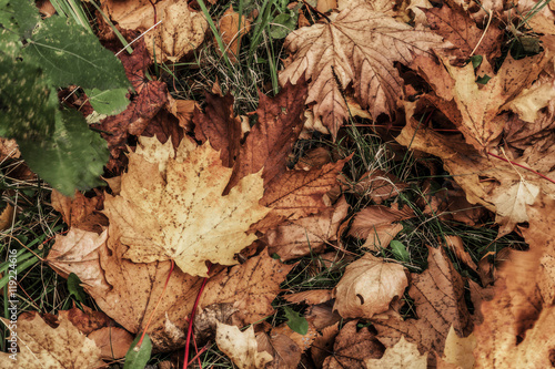 Autumn mood from avaricious paints of fall from dry maple leaves under legs.