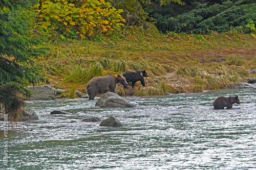 Mother Bear with her Cubs on the Shore © wildnerdpix