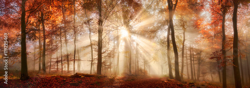 Besondere Lichtstimmung in einem nebligen Wald im Herbst  Panorama Format