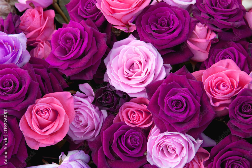 Fototapeta premium Different colors of roses on the flower show