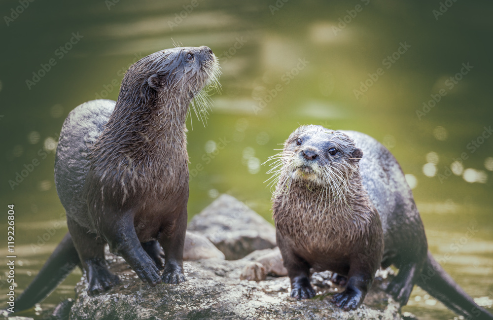 Otter StockFoto Adobe Stock