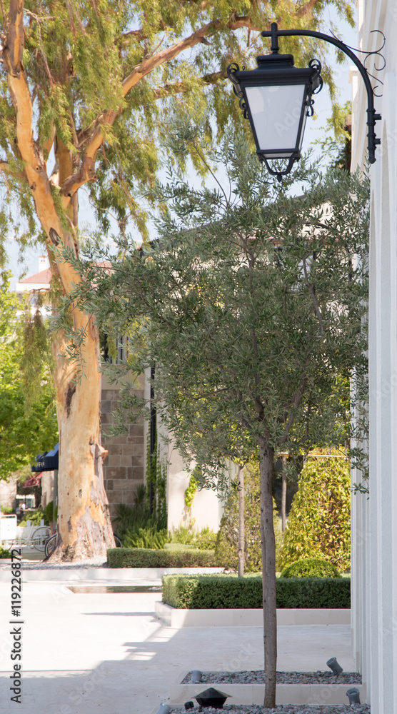 Olive tree in Porto Montenegro, Republic Montenegro Olive tree in Porto Montenegro, Republic Montenegro