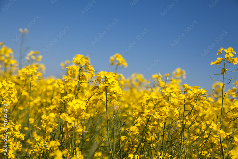 Rapeseed field. Blooming colza . Rapeseed field. Blooming colza .
