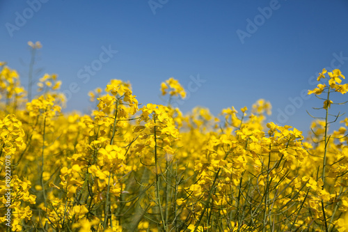 Rapeseed field. Blooming colza .