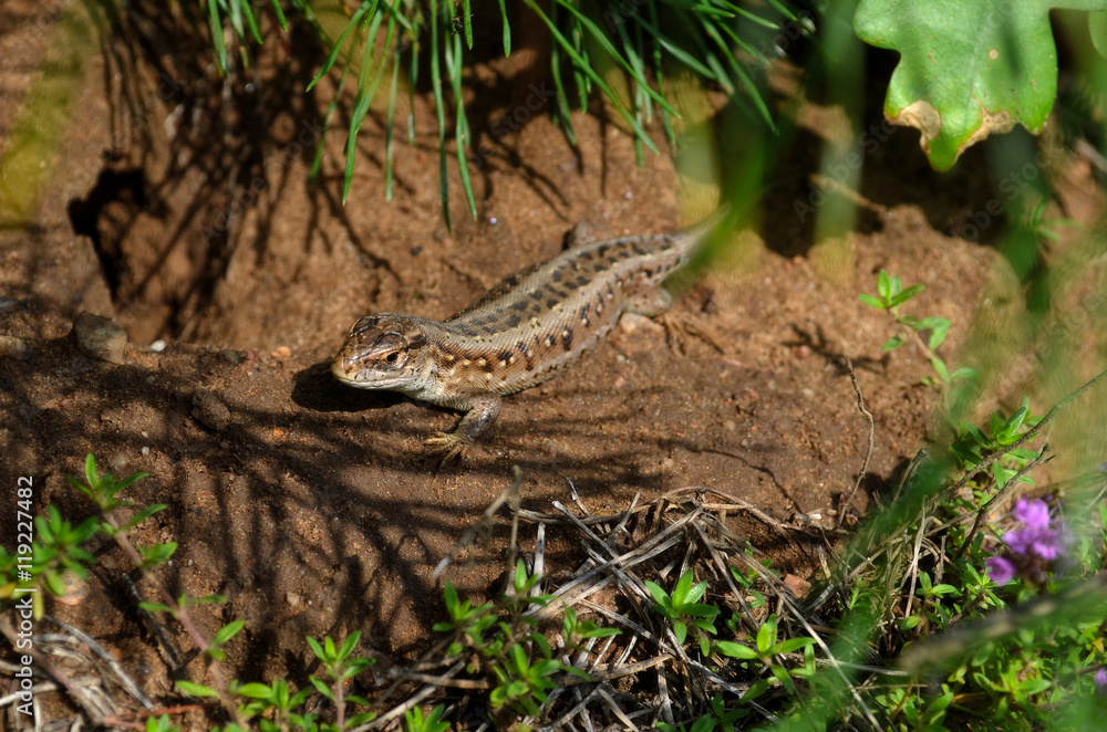 Obraz premium lizard