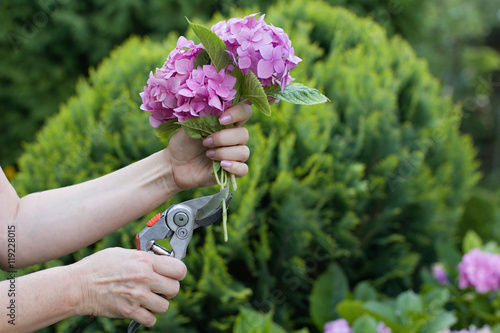 Woman cut a bouquet of flowers hydrangeas with pruning scissors 