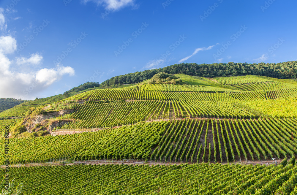 view on Moselle vineyards  in Germany Piesport