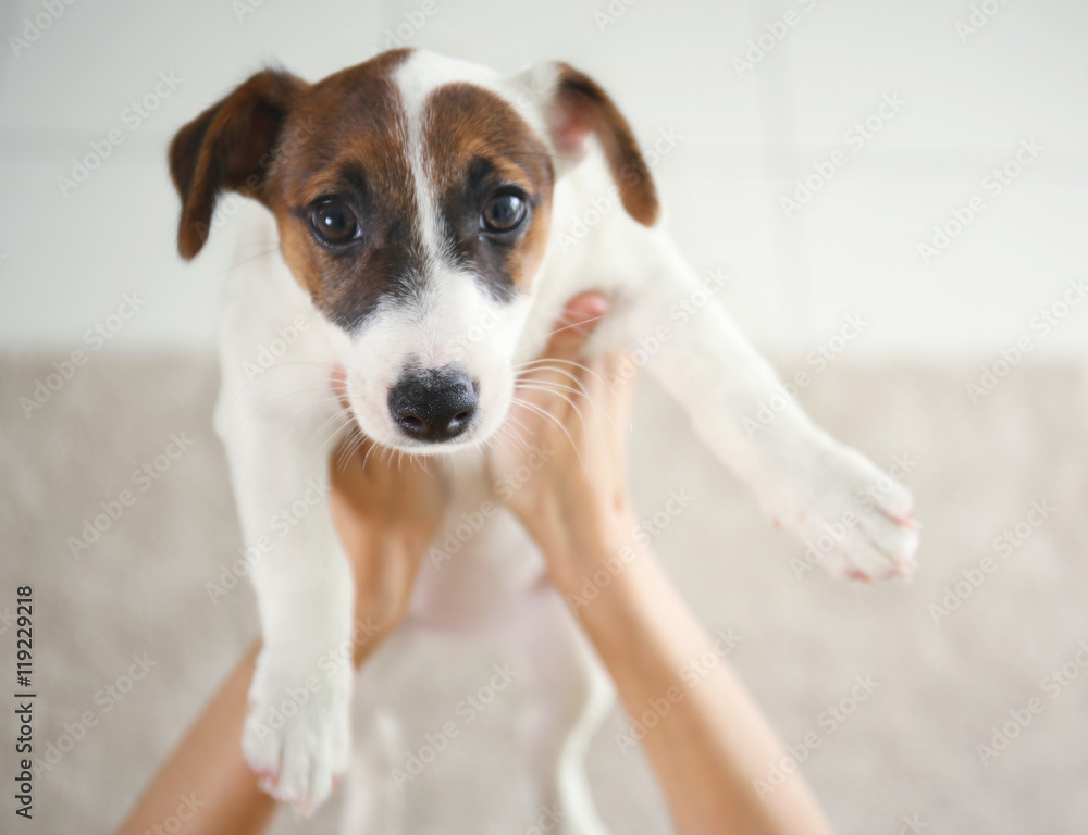 Woman holding Jack Russell terrier