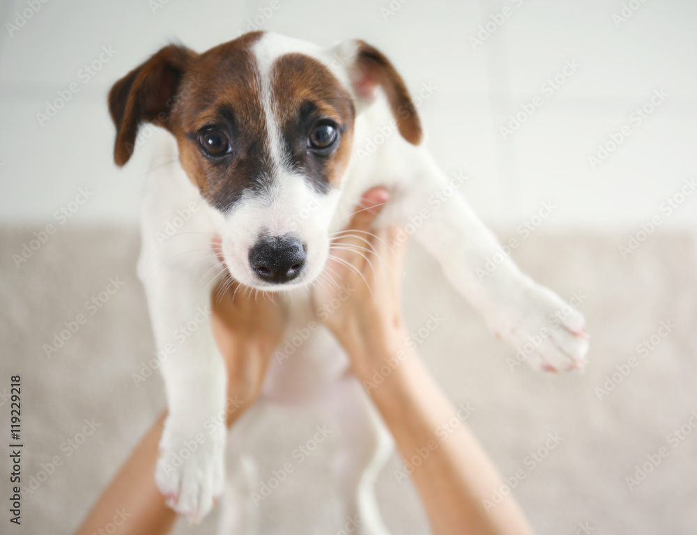 Woman holding Jack Russell terrier Woman holding Jack Russell terrier