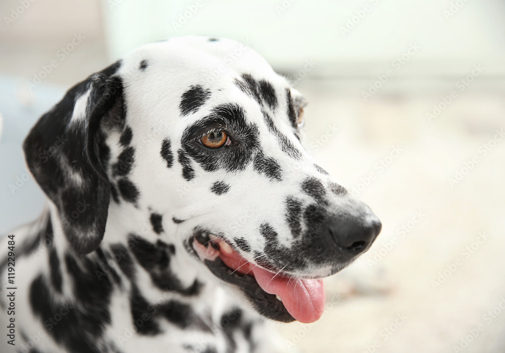 Dalmatian dog on blurred background