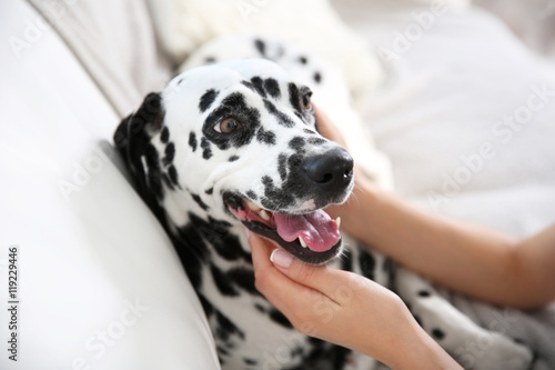 Fototapeta Naklejka Na Ścianę i Meble -  Female hands patting dalmatian dog