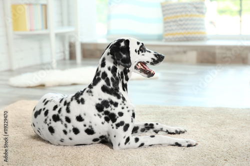 Dalmatian dog sitting on a carpet