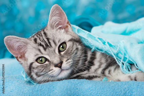 Fototapeta Naklejka Na Ścianę i Meble -  Britisch Kurzhaar Kätzchen