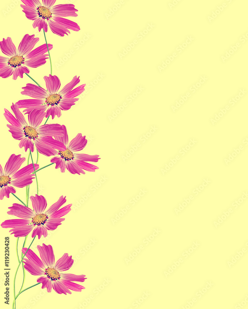 Cosmos flowers isolated on yellow background