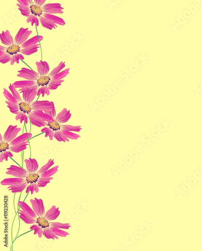 Fototapeta Naklejka Na Ścianę i Meble -  Cosmos flowers isolated on yellow background