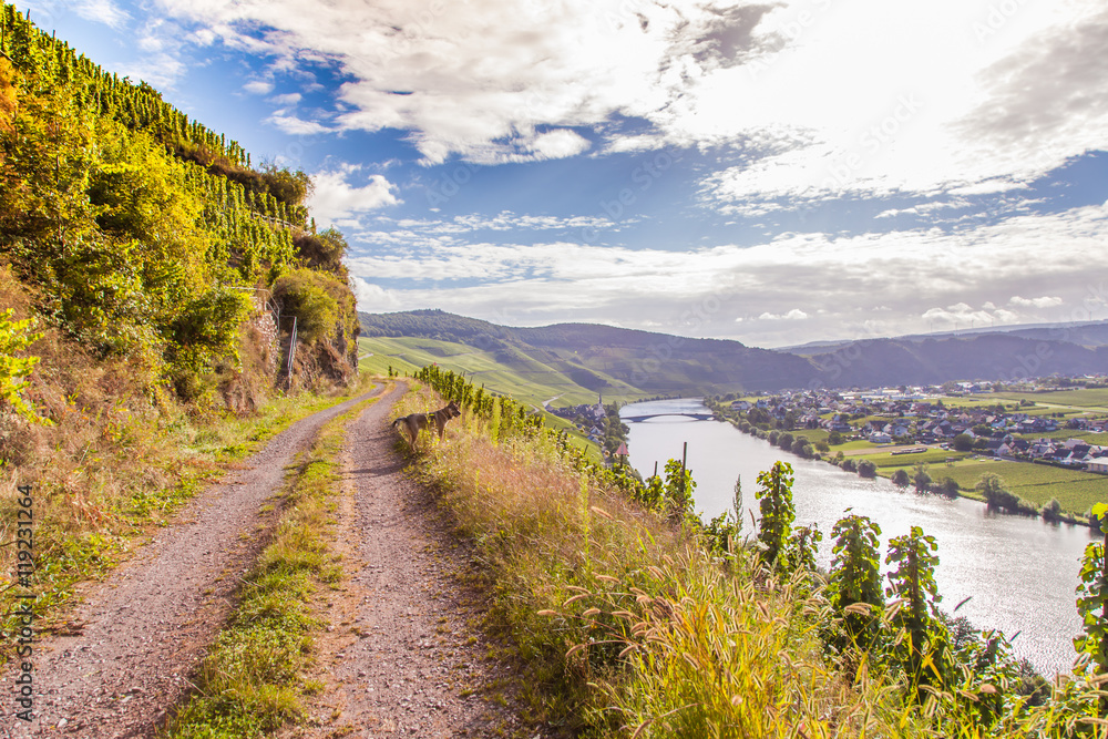 view on Moselle and vineyards  in Germany Piesport