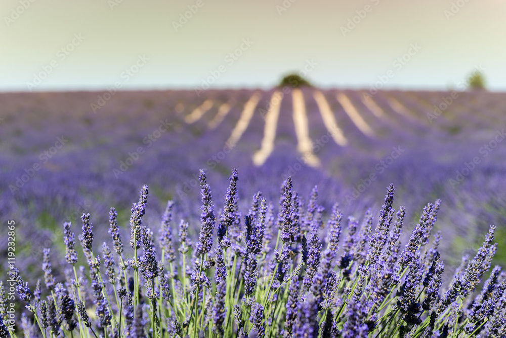 Fototapeta premium Lavender flower close up