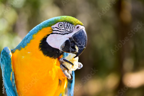 Beautiful Macaw eating a banana