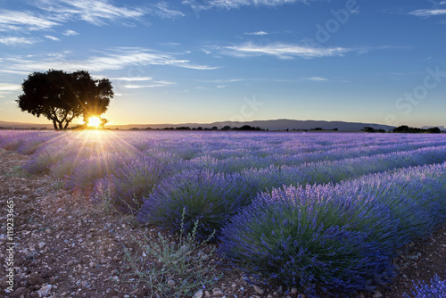 Fototapeta Naklejka Na Ścianę i Meble -  Lavender field summer sunset landscape near Valensole, France