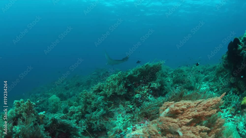 Manta ray swims against the current on a coral reef with healthy corals. 4k footage Manta ray swims against the current on a coral reef with healthy corals. 4k footage
