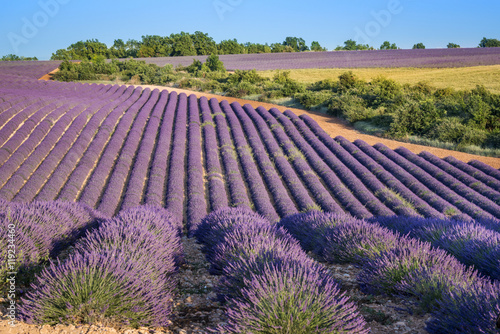 Fototapeta Naklejka Na Ścianę i Meble -  Lavender field at sunset in Provence