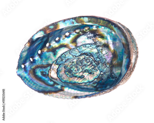 Decorative oyster shell separated on white background photo