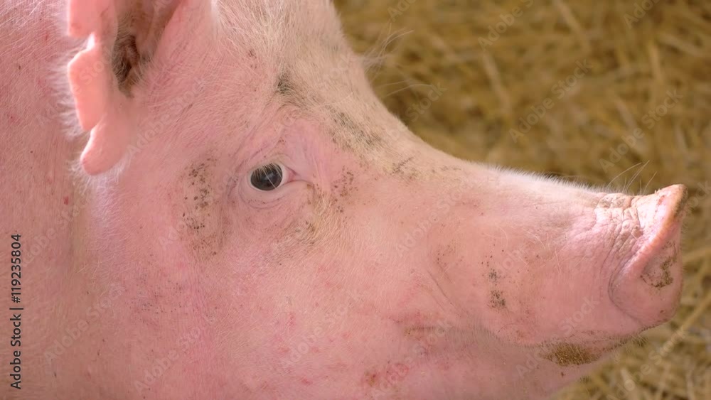 Face of a pig. Hog's head on straw background. I smell danger. Domestic animal in the village. Face of a pig. Hog's head on straw background. I smell danger. Domestic animal in the village.