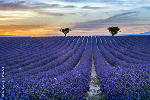 Lavender field Summer sunset landscape with trees