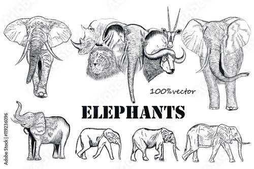 Collection of vector engraved African elephants animals
