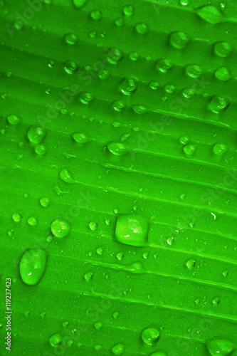 water drop ,dew drops on green leaf texture fresh spring nature background