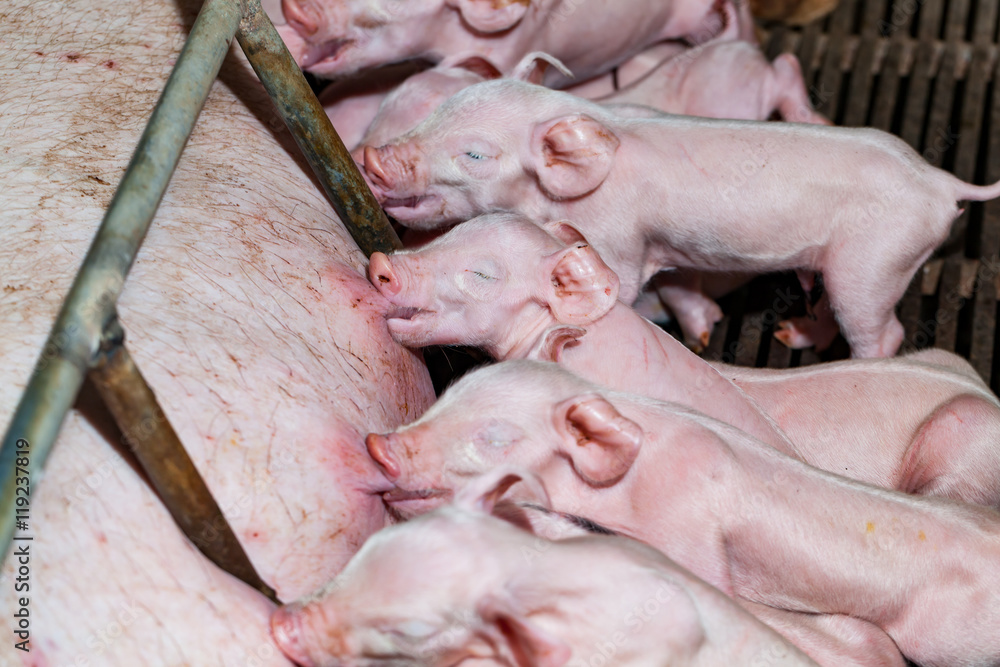 Newborn piglets are trying to suckle from its mother pig. Scramb Newborn piglets are trying to suckle from its mother pig. Scramb