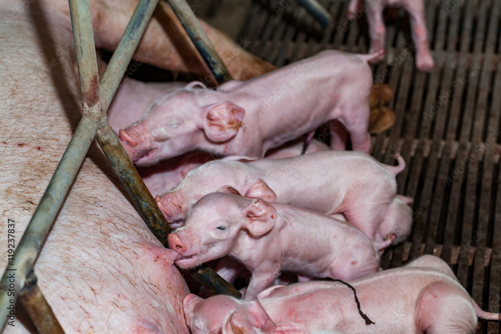 Newborn piglets are trying to suckle from its mother pig. Scramb Newborn piglets are trying to suckle from its mother pig. Scramb