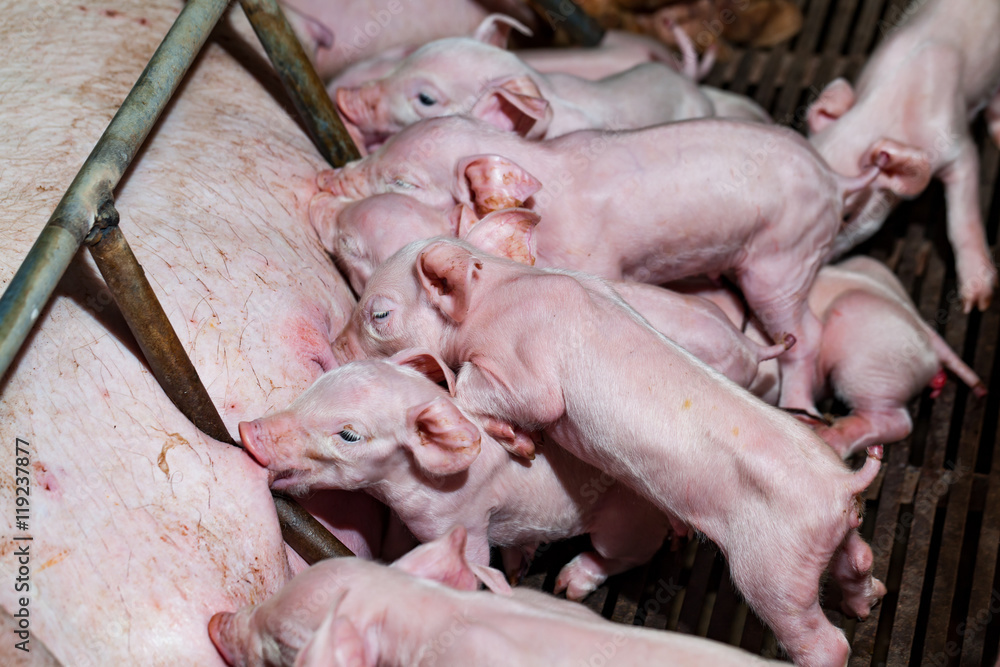 Newborn piglets are trying to suckle from its mother pig. Scramb Newborn piglets are trying to suckle from its mother pig. Scramb
