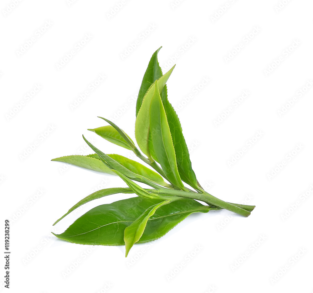 Green tea leaf isolated on white