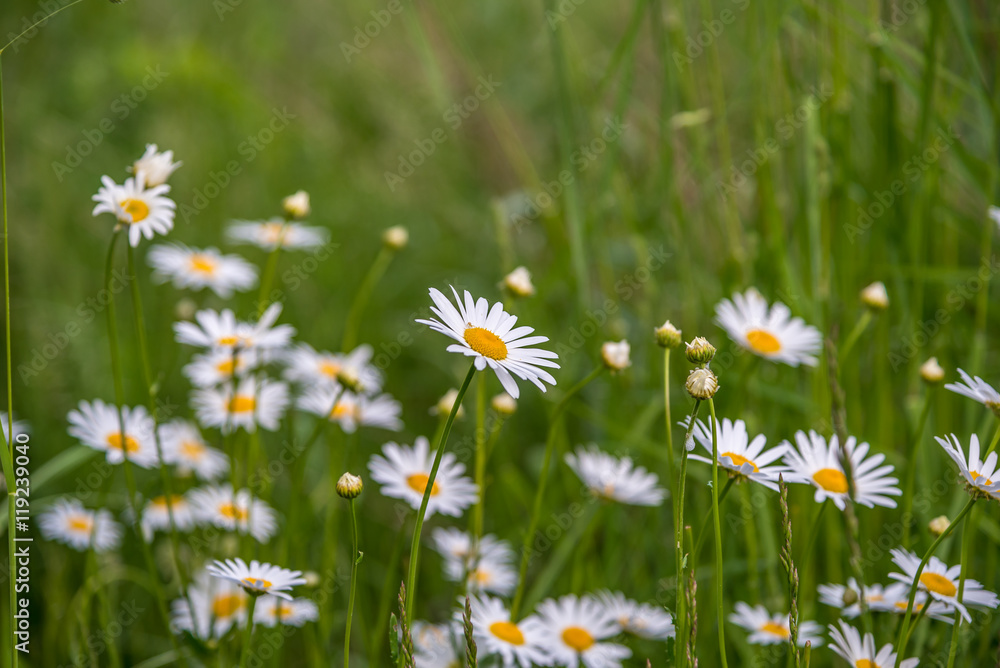 Fototapeta premium Shasta Daisy flowers.