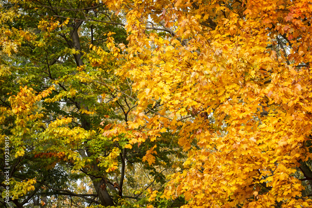 Trees with green and orange leaves in autumn park Trees with green and orange leaves in autumn park