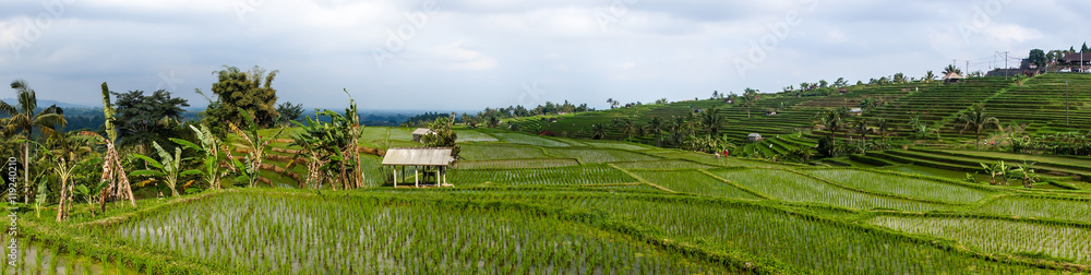 Fototapeta premium Rice fields, Jatiluwih, Bali, Indonesia