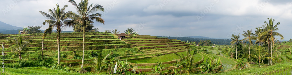 Rice fields panorama, Bali, Indonesia