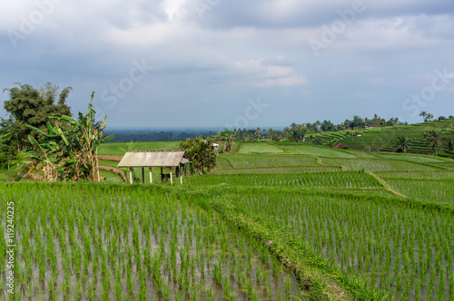 Rice fields, Jatiluwih, Bali, Indonesia