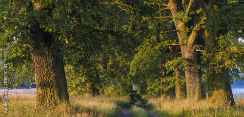 Oak alley in the light of the rising sun 