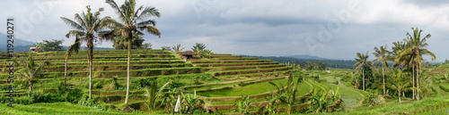 Rice fields panorama, Bali, Indonesia