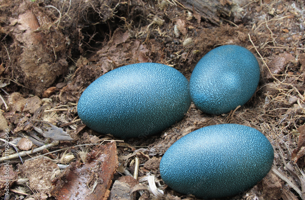 emu eggs Stock Photo | Adobe Stock