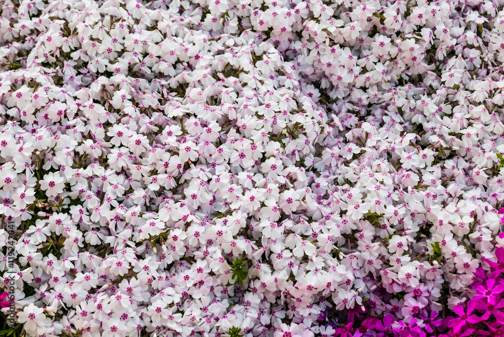 Beautiful background of small phloxes flowers Beautiful background of small phloxes flowers