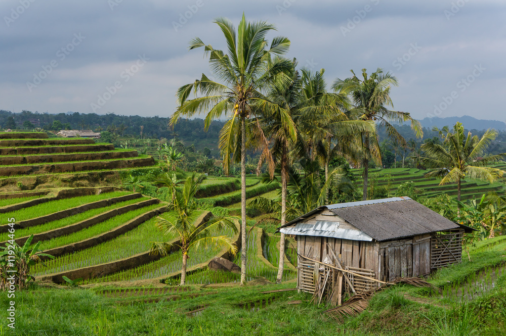 Obraz Rizières en terrasse, Jatiluwih, Bali, Indonésie