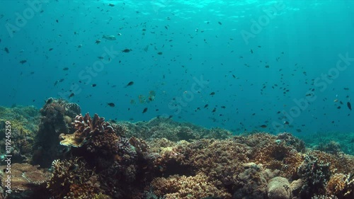 Wallpaper Mural Colorful coral reef with healthy corals and plenty fish. 4k footage Torontodigital.ca