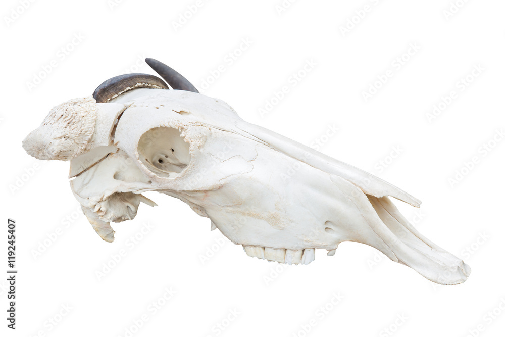 Blue wildebeest head skull isolated on white background