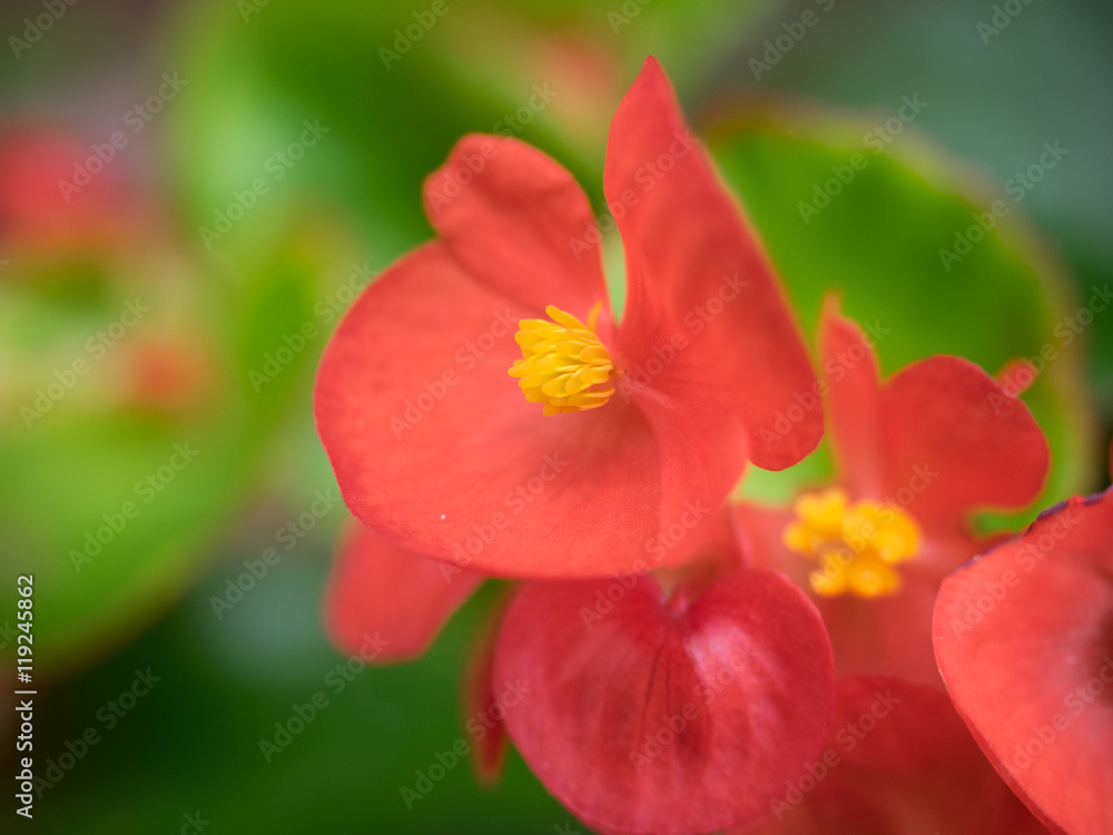 Fototapeta premium Wox begonia