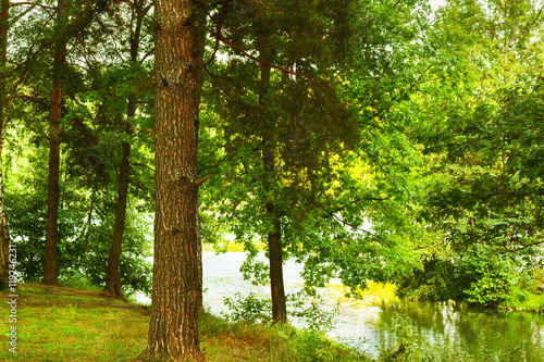 Fototapeta Naklejka Na Ścianę i Meble -  the forest at the pond
